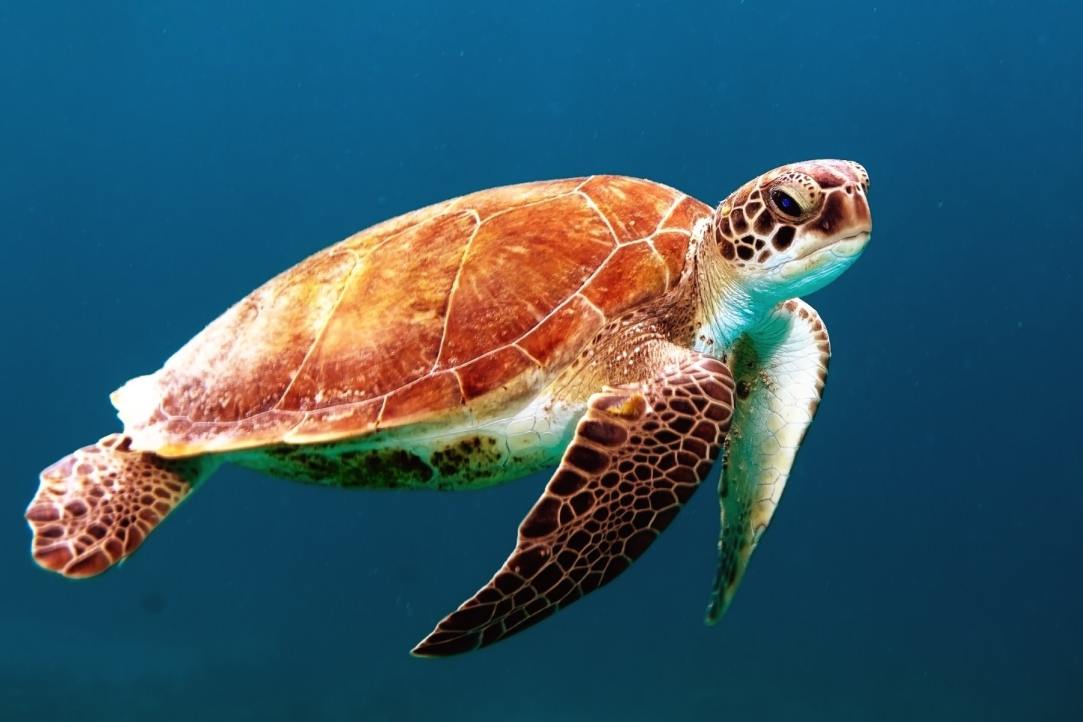 Защитим не только морских черепах, но и женщин // Статья Дарьи Боклан опубликована в Европейском журнале международного права
